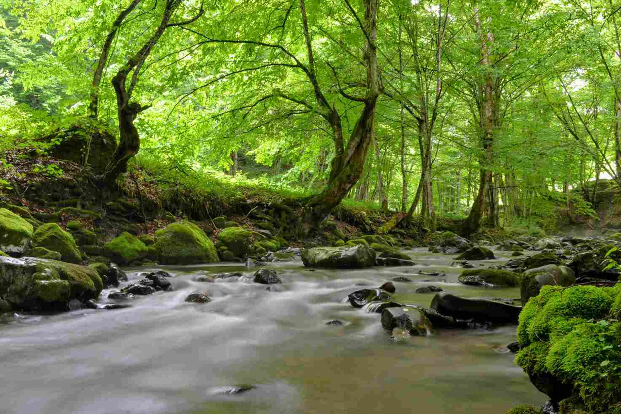 bosque atlántico pontedeume pueblo bonito coruña